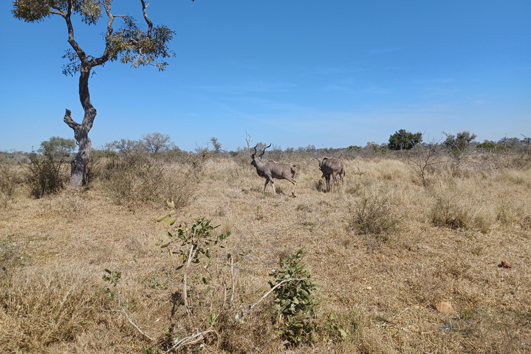 Safari di 3 giorni nel Parco Nazionale Kruger