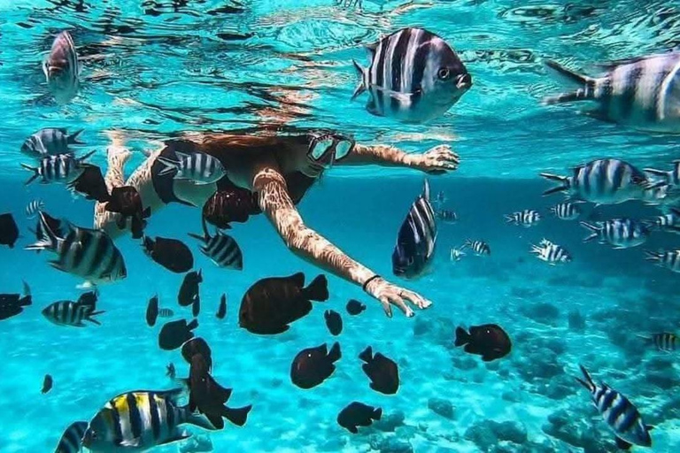 Zanzibar: Full-Day Mnemba - Turtle Swim & Sunset Dhow Cruise With Pickup From Nungwi/Kendwa Hotels