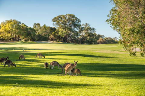 Swan Valley: Golf Cart Kangaroo Safari w/ Mini Golf & Drink