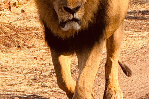 Chobe Safari from Victoria Falls: Game Drive & Cruise