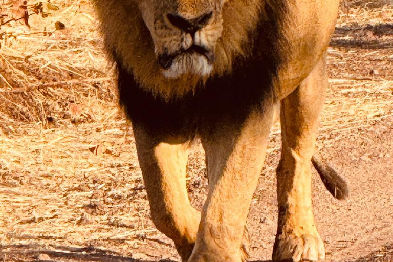 Chobe Safari from Victoria Falls: Game Drive & Cruise