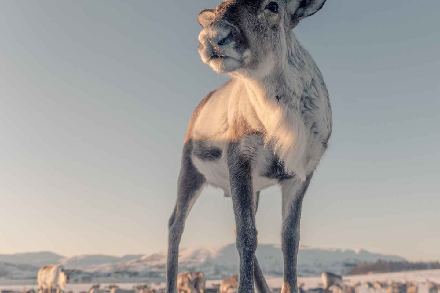 Tromsø: Tour Culturale Sami e Pranzo con Renne