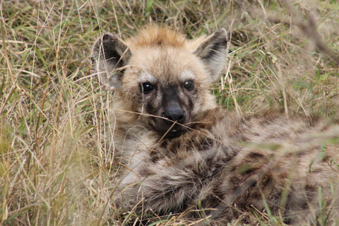 Tour di 5 giorni all-inclusive del Kruger e del Pano da JHB