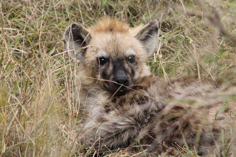 5-dniowa wycieczka all inclusive Kruger &amp; Pano Tour z JHB w połowie sezonu