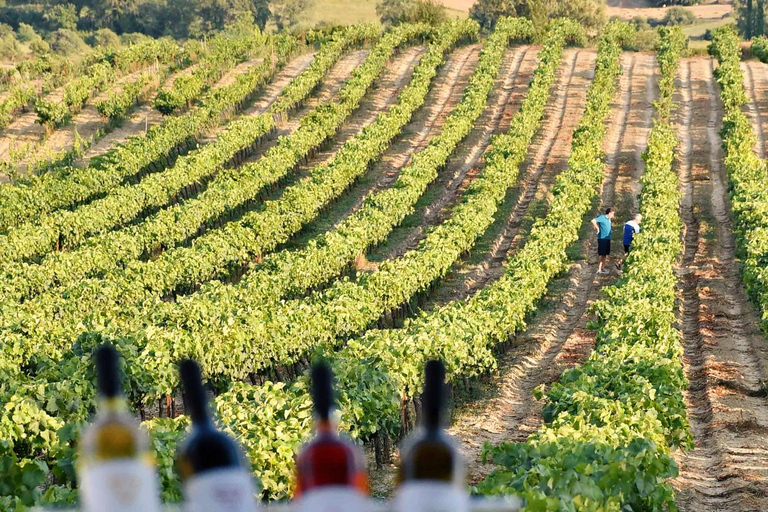 Katakolon: Olympia, Honey Farm, & Winery Shore Excursion