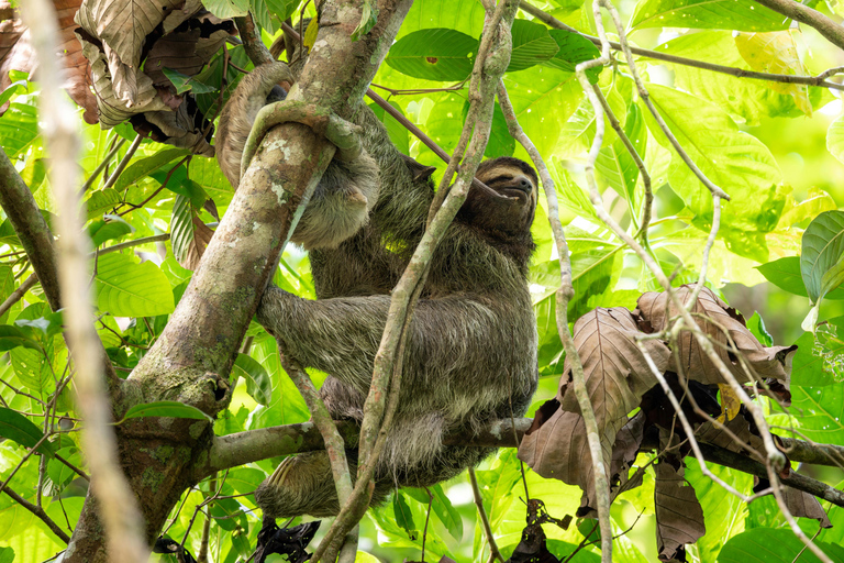 Iquitos: City Tour with Canoe Ride and Quistococha Zoo