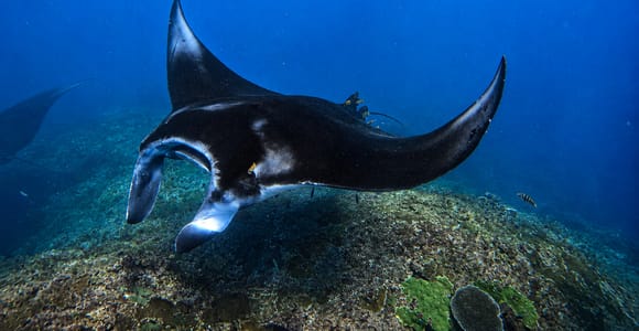From Lembongan: Snorkeling 3 Spots, Mangrove and Land Tour