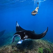 From Lembongan: Snorkeling at 3 Spots, Mangrove and Land Tour