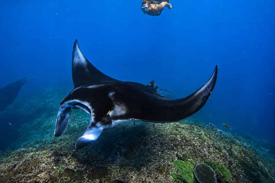 Ab Lembongan: Schnorcheln an 3 Orten, Mangroven- und Landtour. Foto: GetYourGuide
