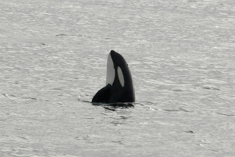 Andenes: Responsible Whale Watching with Classic Catamaran