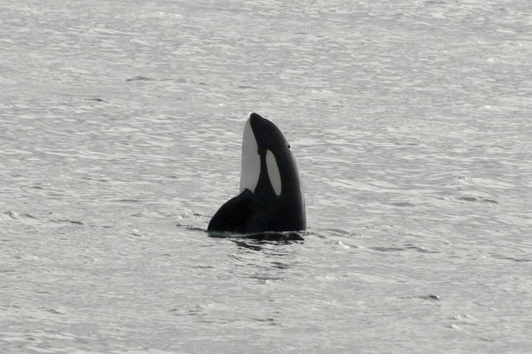 Andenes: Responsible Whale Watching with Classic Catamaran