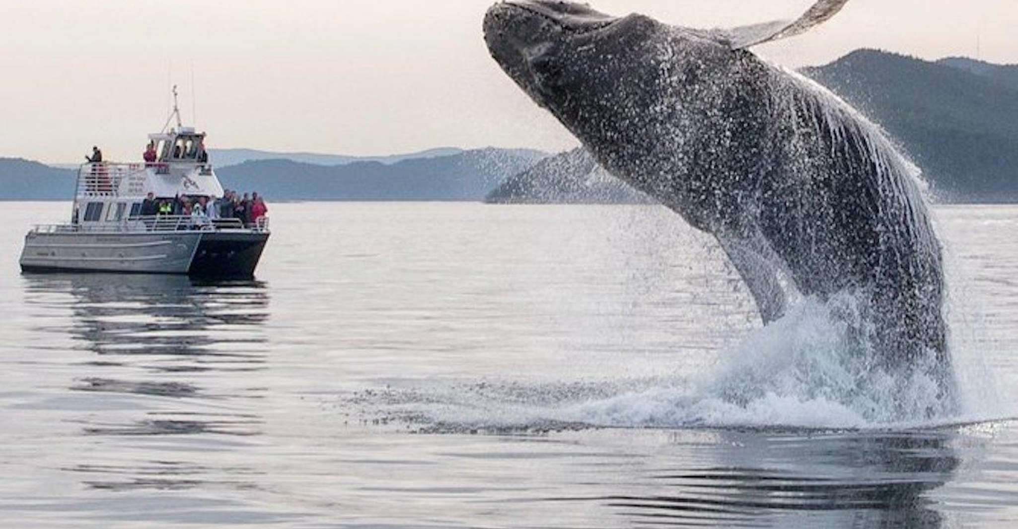 Tour de bateaux guidés d'observation des baleines près de Seattle - Housity