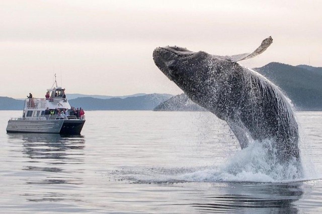 Visit Anacortes Whale and Orca Boat Tour near Seattle in San Juan Island, Washington
