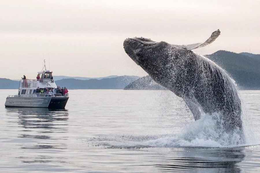 Seattle: Whale Watching Bootstour mit Guide. Foto: GetYourGuide