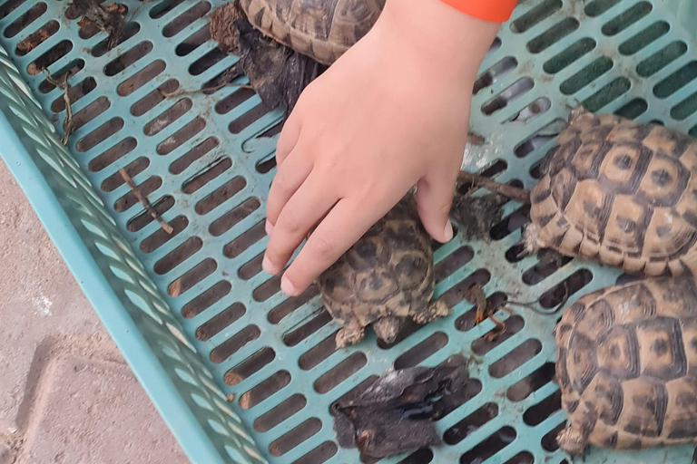 正宗杰尔巴：日落马车之旅和东方小吃正宗杰尔巴岛：日落马车之旅和免费东方小吃