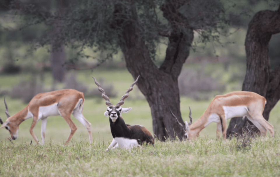 Rajasthan Bishnoi village mein blackbuck deer aur wildlife