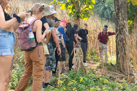 Chiang Rai: Jungle Adventure-Group Trekking & Bamboo Cooking