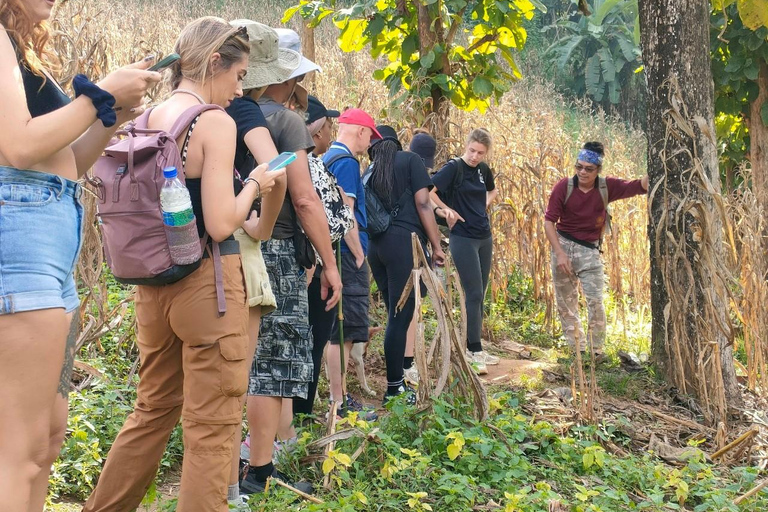 Chiang Rai: Jungle Adventure-Group Trekking & Bamboo Cooking