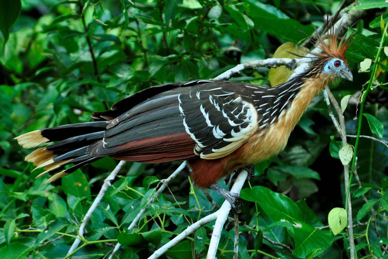 From Cusco: 4-Day Manu National Park Guided Tour