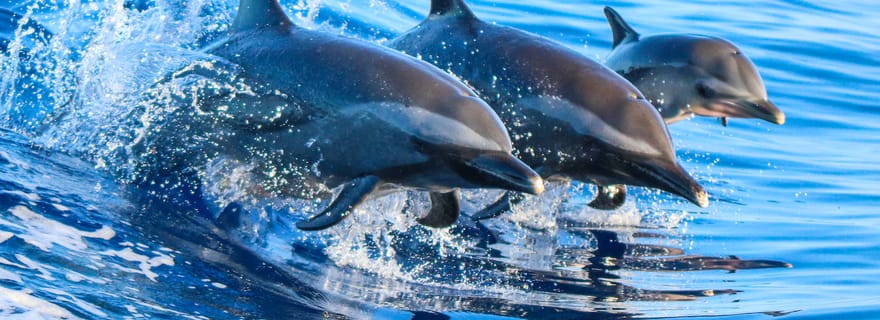 Costa Rica : observation des dauphins et plongée avec tuba en charter privé
