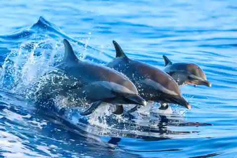 Costa Rica: Crociera guidata per l'osservazione dei delfini e lo snorkeling