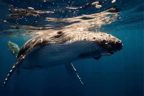 Sydney : Croisière observation des baleines d'aventure