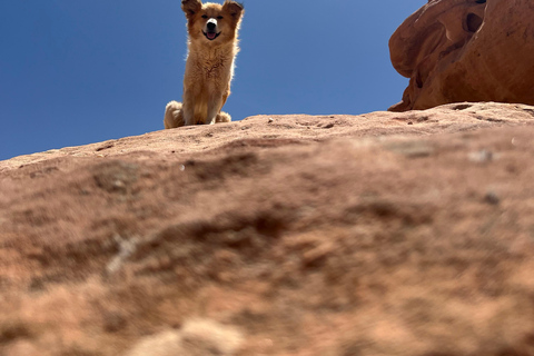 Wadi Rum: 2-Day Southern Desert Tour, Camel & Stargazing