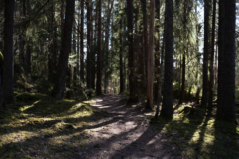 Oslo: Old-Growth Forest Hike with a Biologist