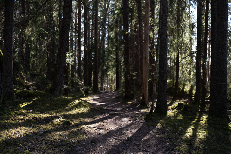 Oslo: Old-Growth Forest Hike with a Biologist