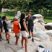 Port Douglas: Morning Daintree Tour w/ Wildlife Cruise
