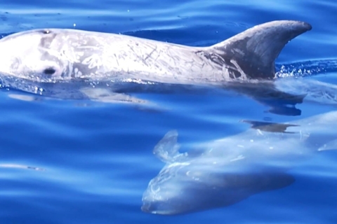 Dolfijn & walvis kijken (3 uur)