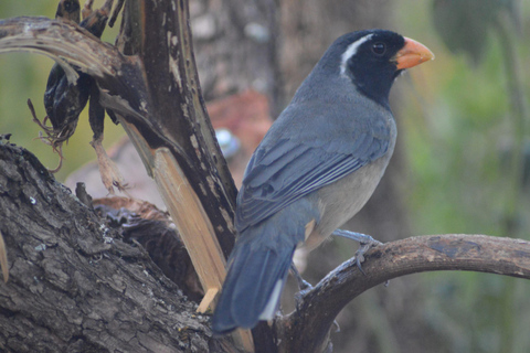 Cusco: Hummingbird Sanctuary Tour — 30+ Bird Species with transfers