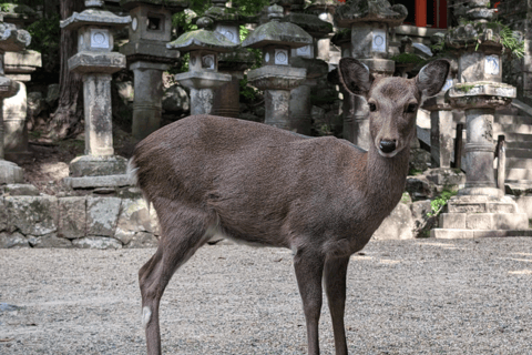 Private tour of Nara with an English/Spanish-speaking Guide