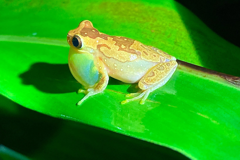 Puerto Jimenez: Jungle Night Walk near Corcovado NP