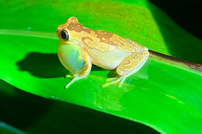 Puerto Jimenez: Jungle Night Walk near Corcovado NP