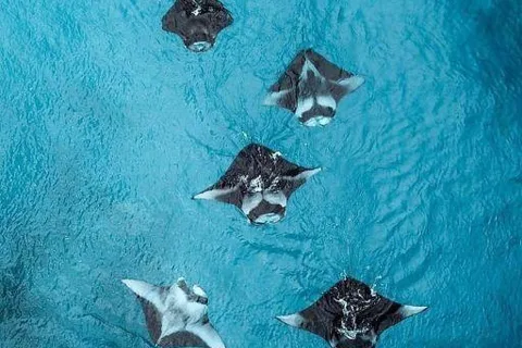 Nusa Penida: Full Day Private Snorkeling With Manta Ray