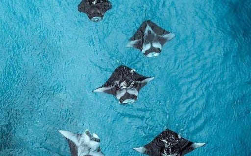 Nusa Penida : Plongée privée d'une journée complète avec les raies manta