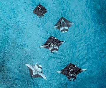 Nusa Penida: Full Day Private Snorkeling With Manta Ray