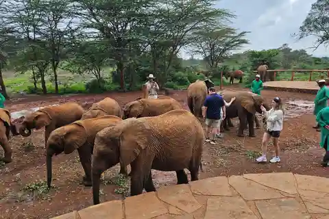 David Sheldrick Wildlife Trust Half-Day Tour