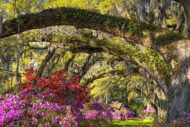 Charleston: Wejście na plantację magnolii i wycieczka z transportem