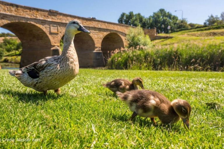 博诺朗和里奇蒙：岸上短途旅行（私人观光）Bonorong &amp; Richmond: Shore Excursion (Private Tour)
