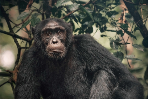 Excursion de 1 jour sur l'île de Ngamba pour observer les chimpanzés