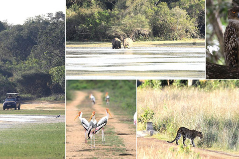 Sri Lanka : Grand tour de 15 jours avec vacances