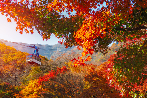 Busan: Naejangsan National Park Autumn Foliage One Day Tour Shared Naejangsan Tour, Meet at Haeundae Station