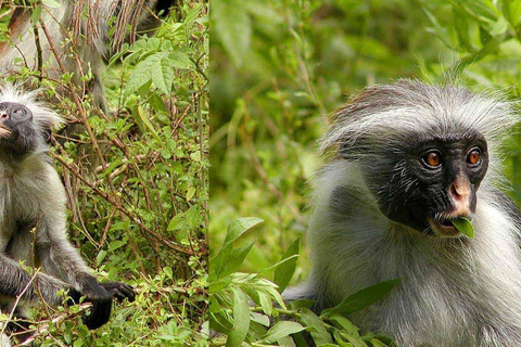 Zanzibar : la forêt de Jozani et la sérénité de la grotte SalamForêt de Jozani : Forêt de Jozani et sérénité à la grotte de Salam