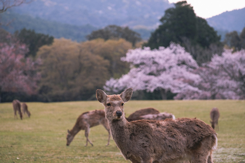 DA KYOTO/NARA: Viaggio personalizzato con servizio di prelievo in hotel