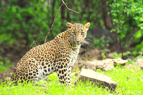 Jaipur: Tour particular de safári com leopardo em Jhalana