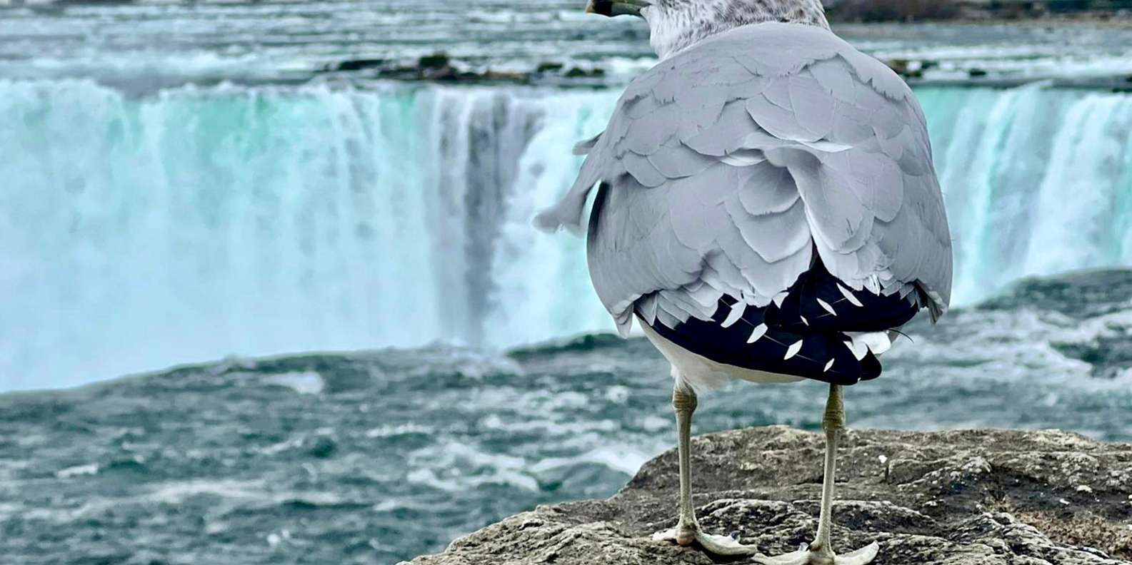 Toronto: Niagara Falls Day Tour + Boat & Behind Falls Entry — gallery image 9