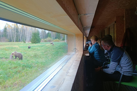 From Tallinn: 5-Day Wild Estonia Tour with Bear Watching