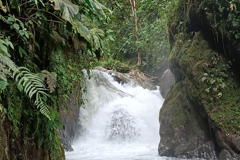 Forêt nuageuse de Mindo PRIVÉE ; oiseaux, chocolat, chutes d&#039;eau